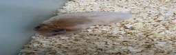 Hamster rodents for sale: Baby Syrian hamsters - Advert 5