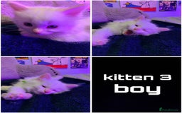 Ragdoll cats for sale: 4 Ragdoll Beauties  - Image 3