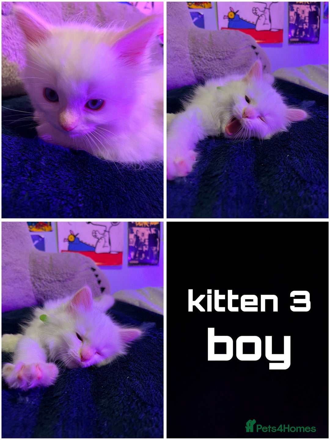 Ragdoll cats for sale: 4 Ragdoll Beauties  - Image 3