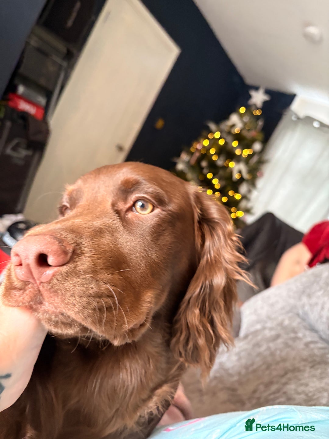 Cocker Spaniel dogs for sale: Cocker spaniel  - Advert 6