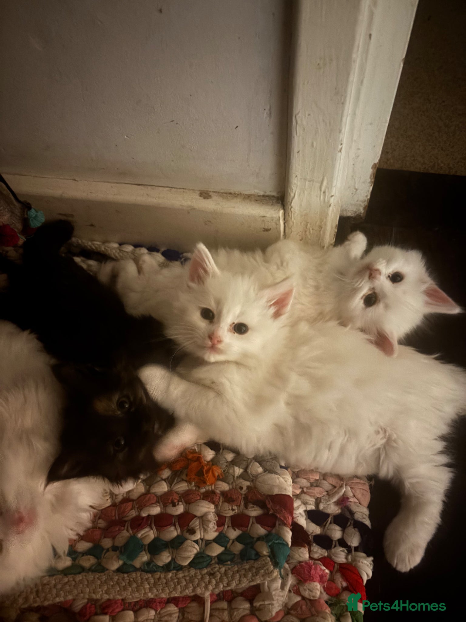 Norwegian Forest Cat cats Snow White would be proud!  - Advert 2