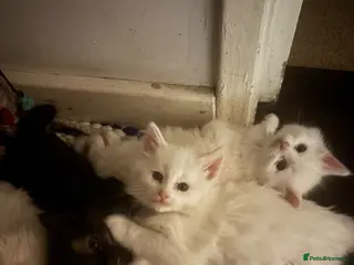 Norwegian Forest Cat cats Snow White would be proud! - Advert 2