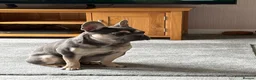 French Bulldog dogs for sale: French bulldog male  - Advert 2