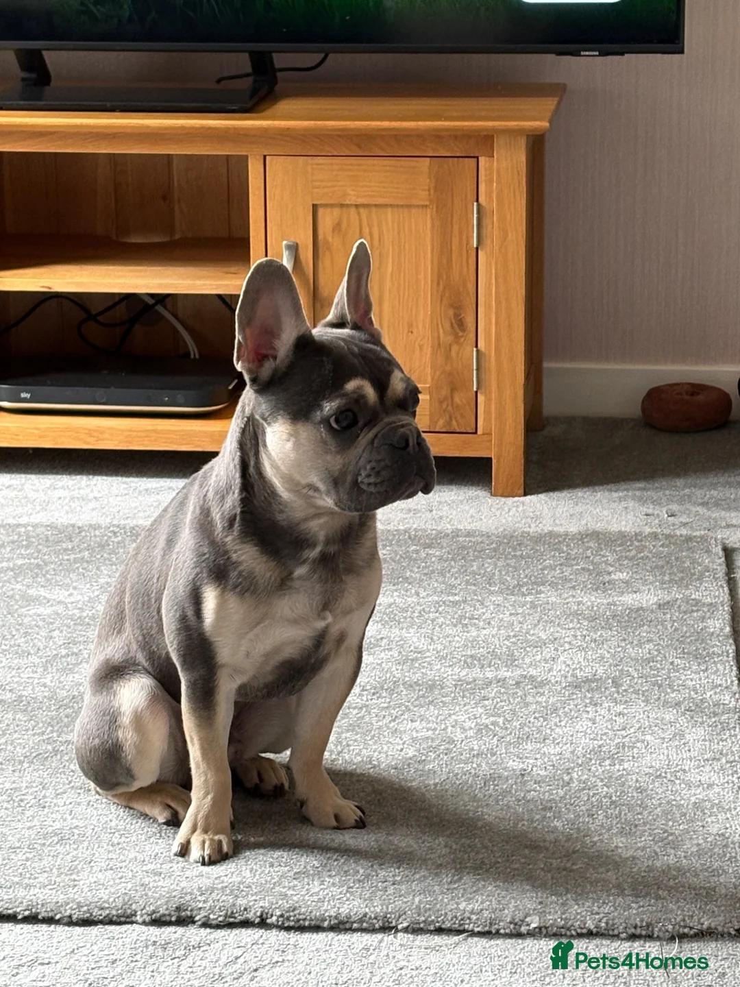 French Bulldog dogs for sale: French bulldog male  - Advert 2