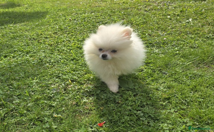 Pomeranian dogs - Advert 13