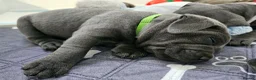 Staffordshire Bull Terrier dogs for sale: Beautiful KC Blue Staffordshire Bull Terrier Pups - Advert 27