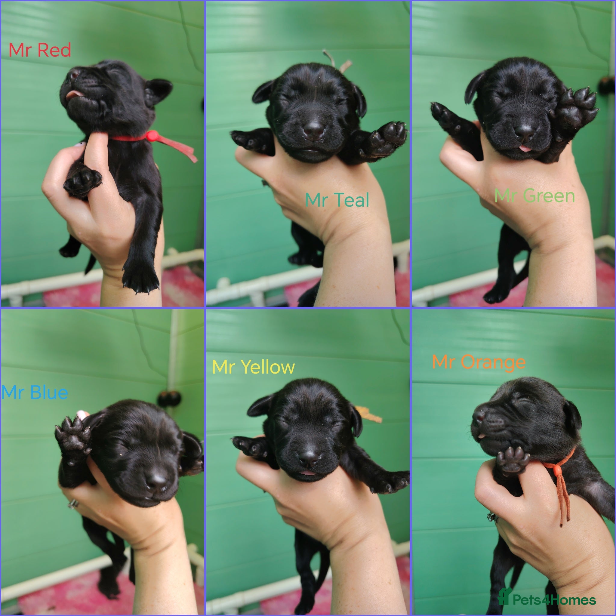 Labrador Retriever dogs Working labrador puppies - Advert 2