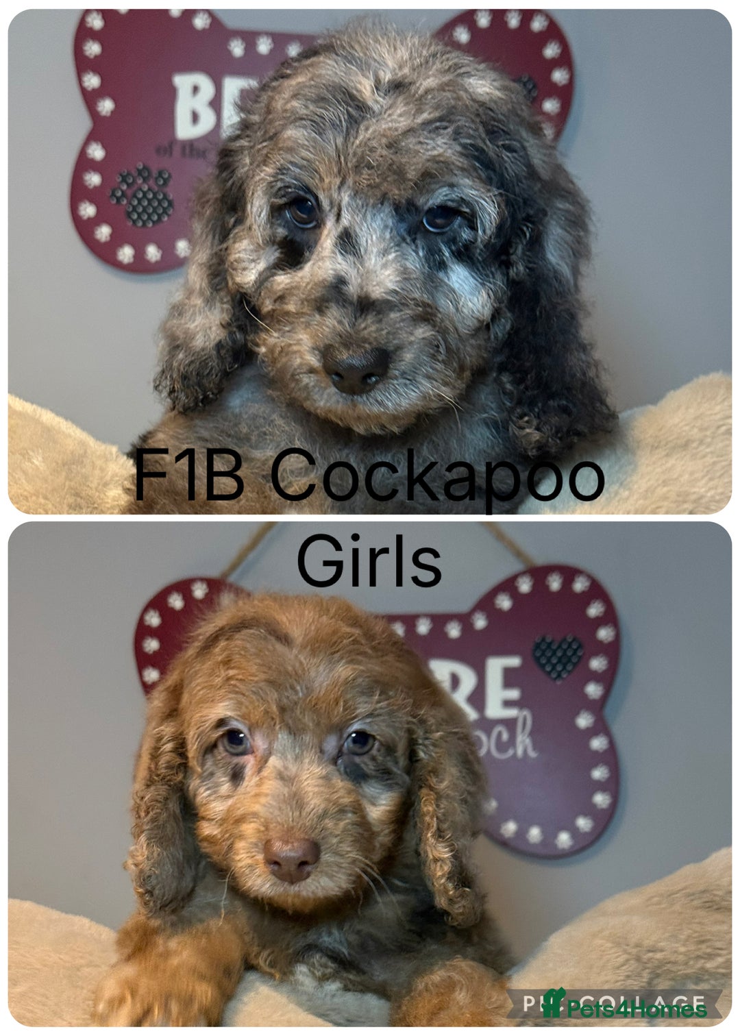 Cockapoo dogs for sale: F1B Cockapoo’s fully vaccinated  - Advert 13