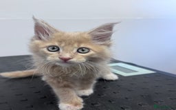 Maine Coon cats for sale: Final kitten left 🧡💛🧡💛 - Image 2