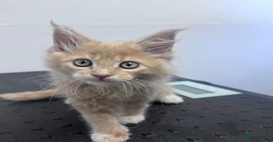 Maine Coon cats - Advert 1