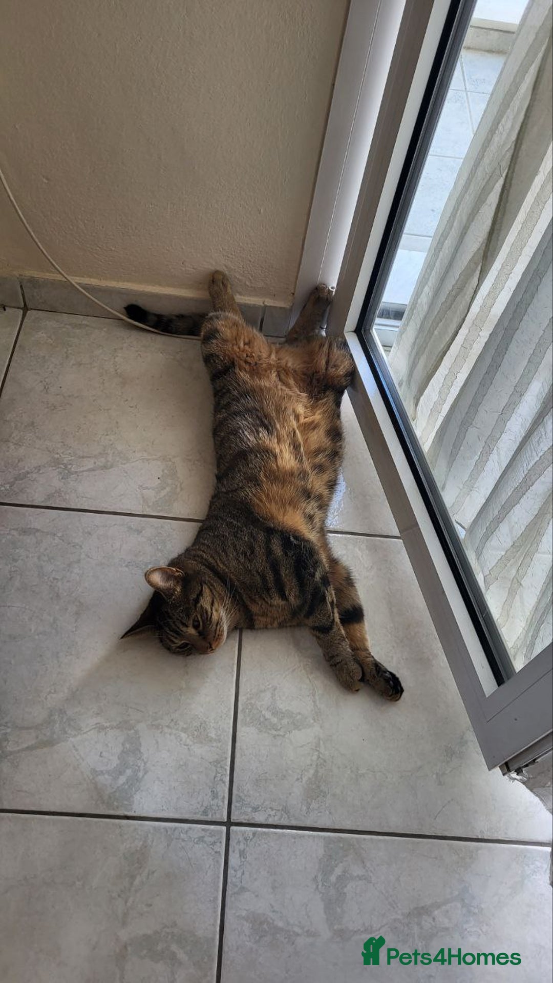 Mixed Breed cats for sale: Five kittens are ready to go now. - Advert 12