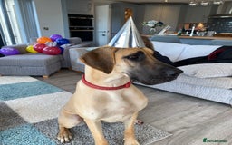 Great Dane dogs for sale: Gorgeous Black/Blue Great Dane Puppies - Image 3