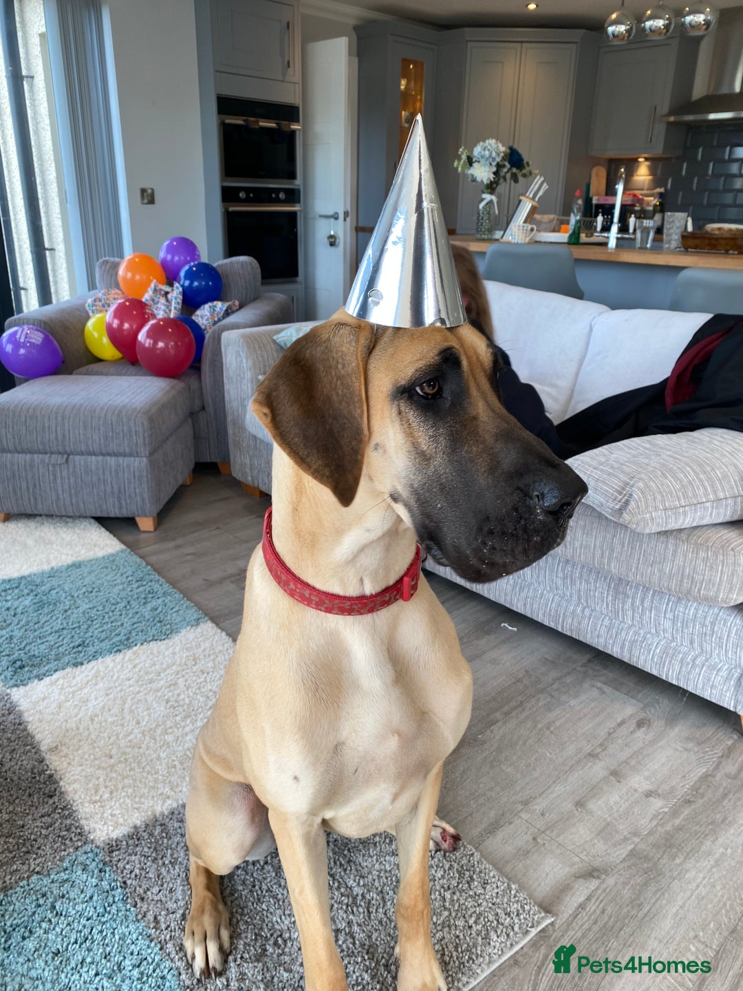 Great Dane dogs for sale: Gorgeous Black/Blue Great Dane Puppies - Image 3