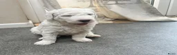 Sheepadoodle dogs for sale: F2 Sheepadoodle Standard  - Advert 3