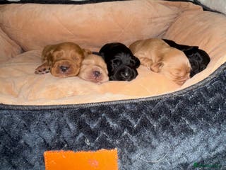 Cocker Spaniel dogs Beautiful litter of Cocker Spaniel puppies - Advert 3