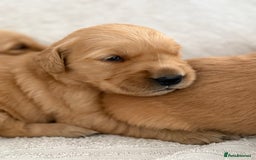 Golden Retriever dogs for sale: Stunning KC registered Golden Retriever puppies - Image 2
