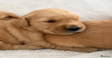 Golden Retriever dogs - Advert 4