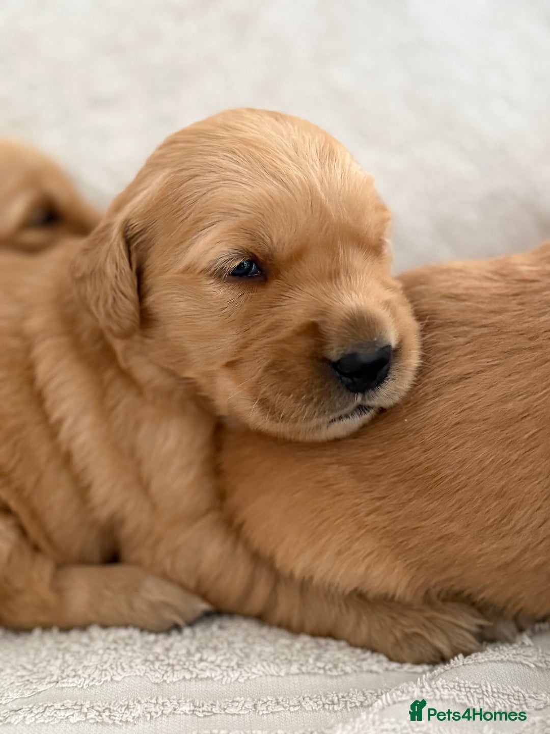 Golden Retriever dogs for sale: Stunning KC registered Golden Retriever puppies - Image 2
