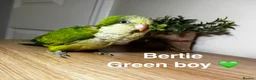 Parrots birds for sale: Stunning Quaker babies for sale! - Advert 3