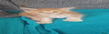 Maine Coon 3