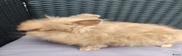 Lionhead rabbits for sale: Double maned lionheads babies.  - Advert 5