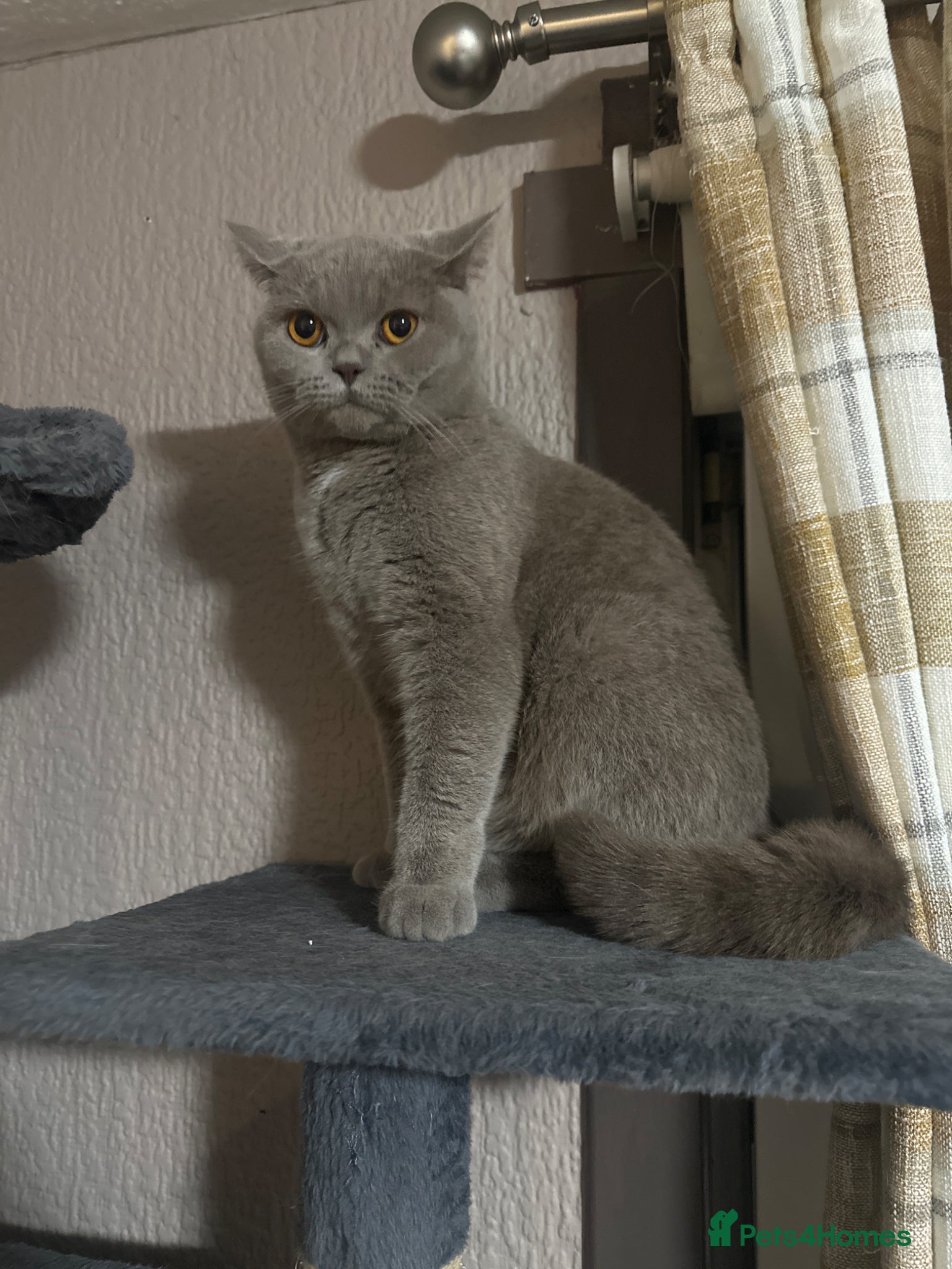 British Shorthair cats for sale: British shorthair  in Glasgow - Advert 2