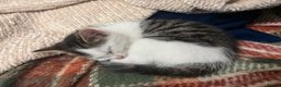Mixed Breed cats for sale: Beautiful little kittens  - Advert 8