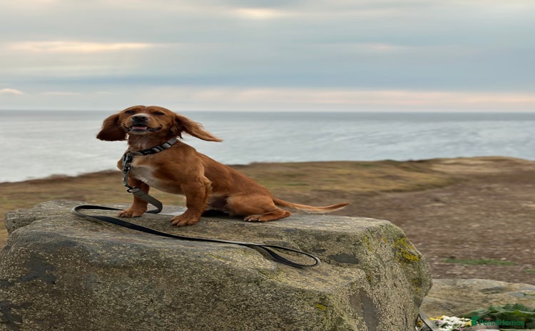 Cocker Spaniel dogs - Advert 1