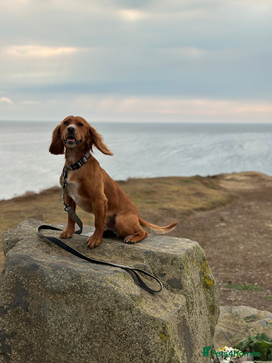 Cocker Spaniel dogs for stud: Red KC registered Cocker Spaniel for Stud - Image 1