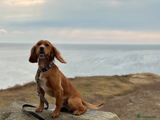 Cocker Spaniel dogs - Advert 8
