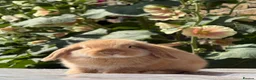 Mini Lop rabbits for sale: Orange Mini Lops, 1 buck, 1 doe - from show lines - Advert 3