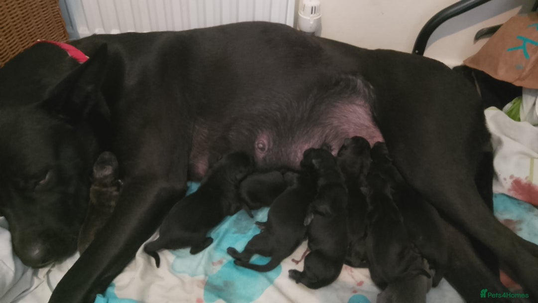 Mixed Breed dogs for sale: Miss  - Image 3