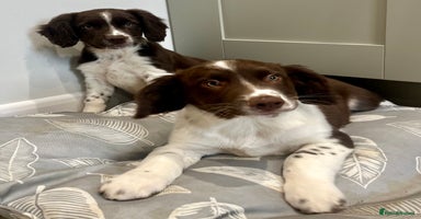 Border Collie dogs - Advert 1
