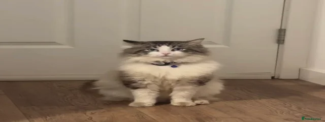 Casper