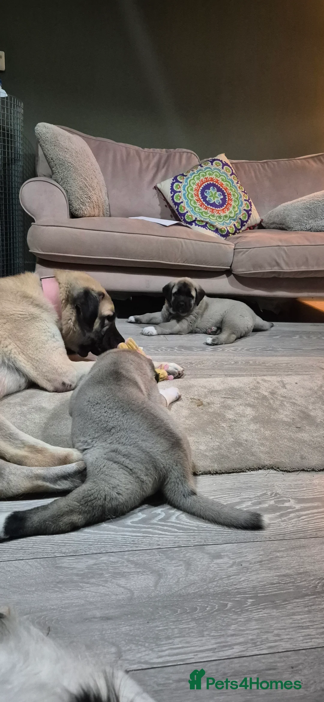 Turkish Kangal dogs for sale: Female Kangals - Advert 7