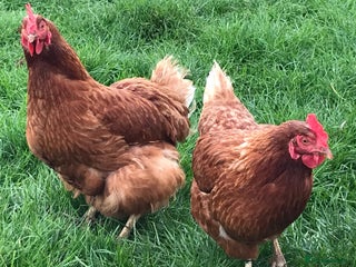 Chickens poultry - Advert 18