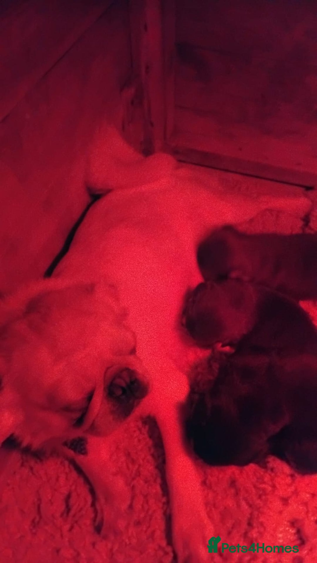 Pug dogs for sale: Pug puppies  - Advert 13