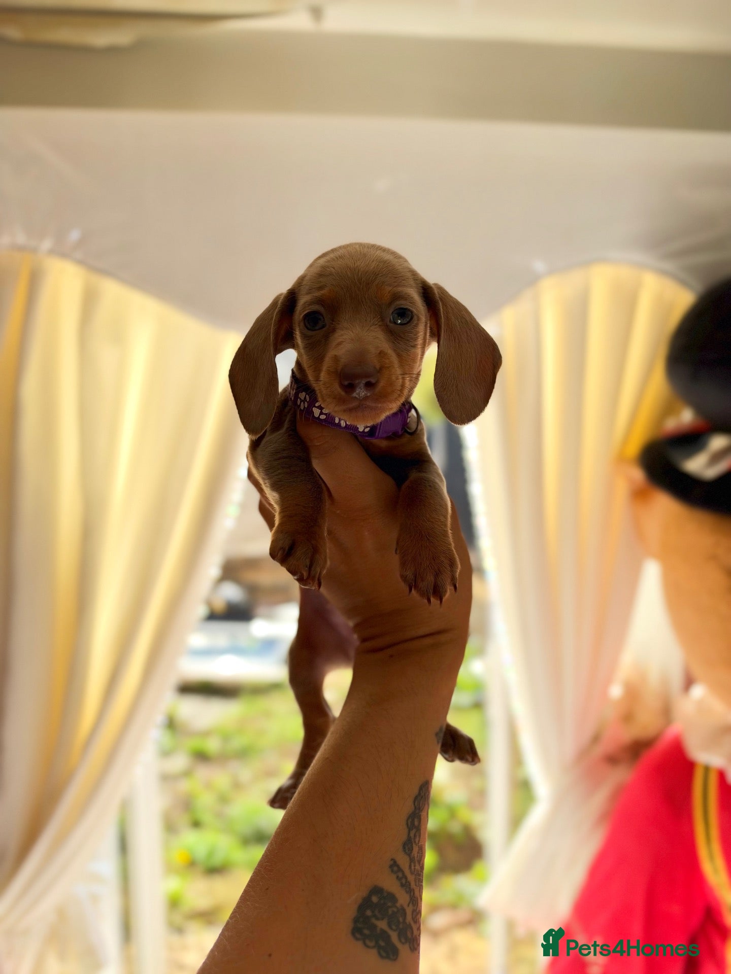 Miniature Dachshund dogs for sale: True miniature Daschound  - Advert 21
