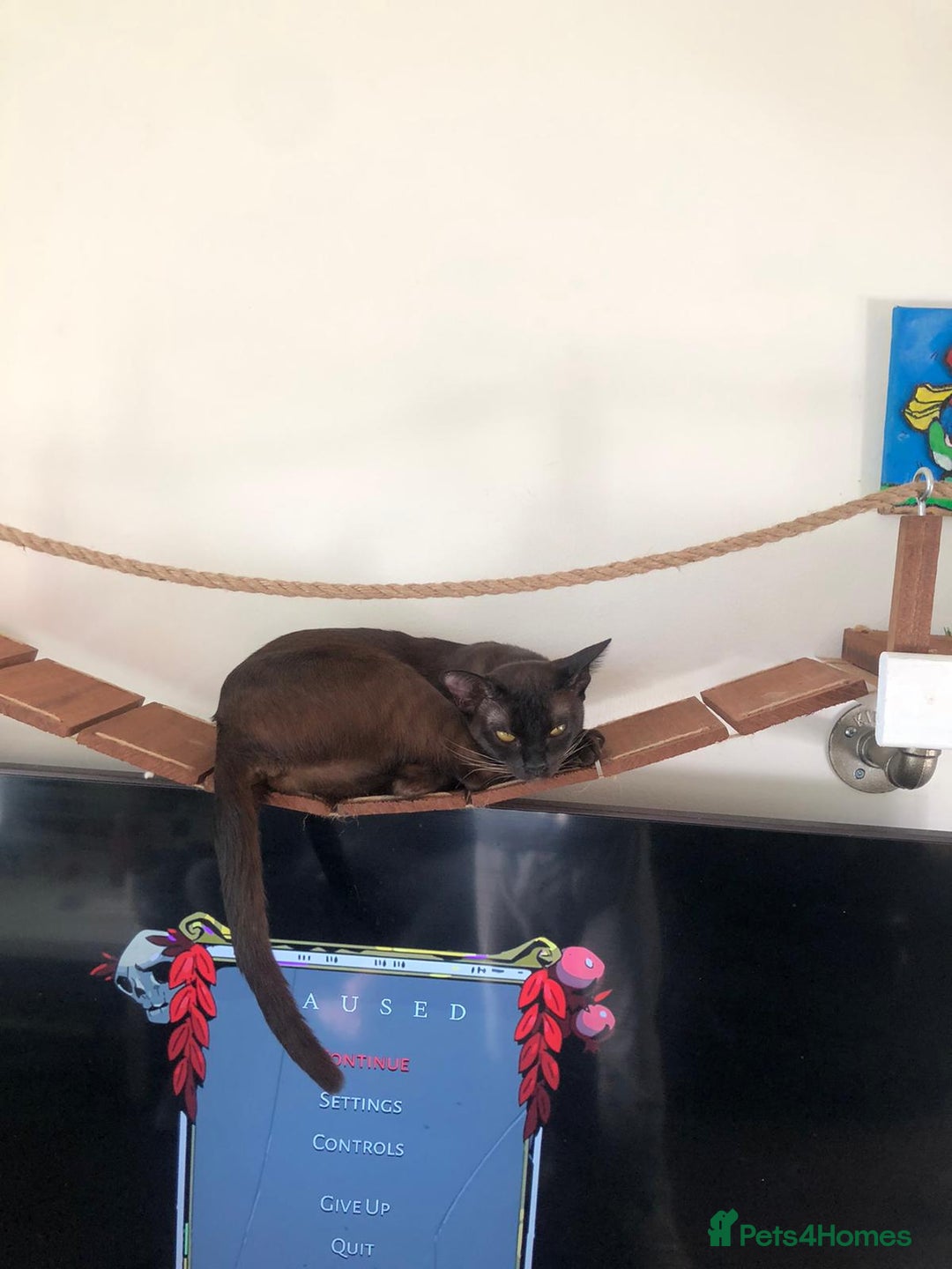 Burmese cats for sale: Beautiful blue Burmese girl - Image 9
