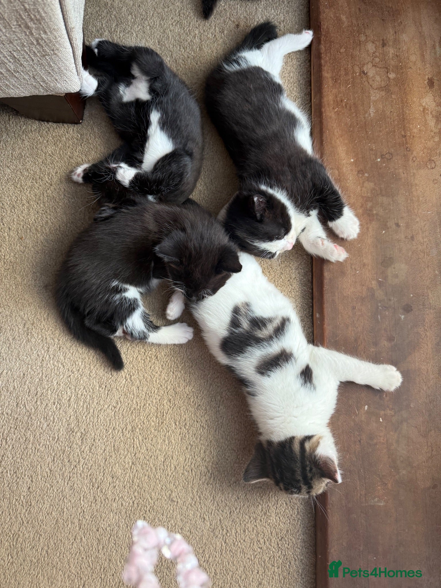 Domestic Shorthair cats 🩷🩵 5 Beautiful Kittens 🩷🩵 - Advert 8