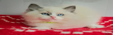 Ragdoll Kitten 4💚
