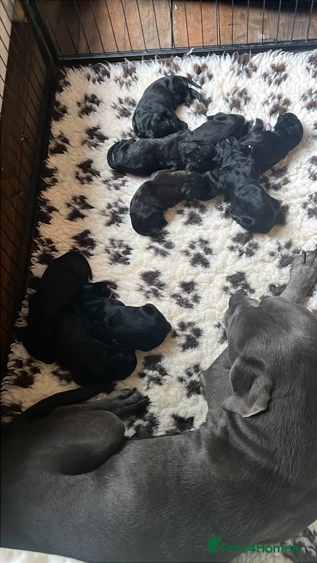 Mixed Breed dogs for sale: Gorgeous Cane Corso pups - Image 2