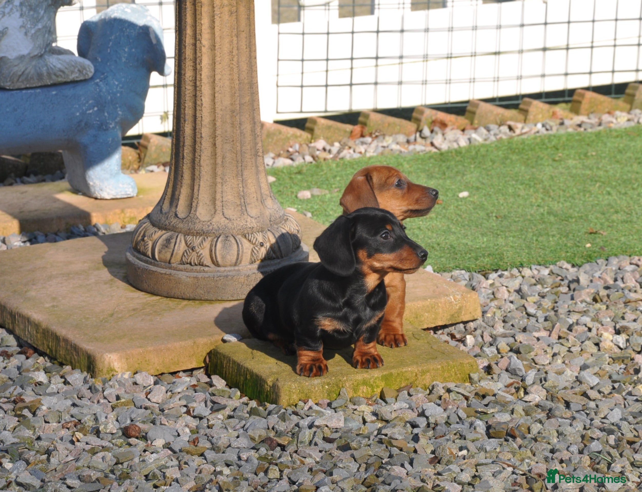 Dachshund dogs Kennel Club Mini Smooth Dachshund Puppy Girls - Advert 15