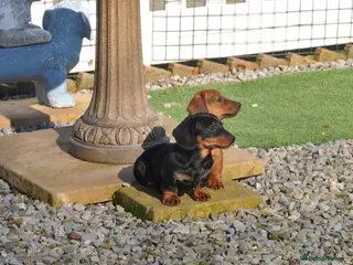 Dachshund dogs Kennel Club Mini Smooth Dachshund Puppy Girls - Advert 15