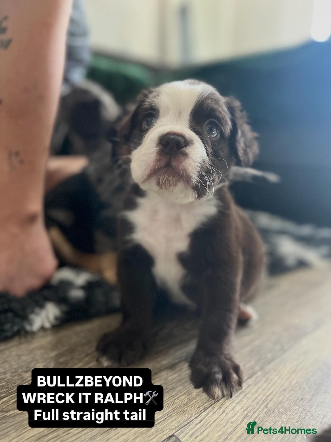 Olde English Bulldogge dogs for sale: MAMMUT OLDE ENGLISH BULLDOGS - Image 3