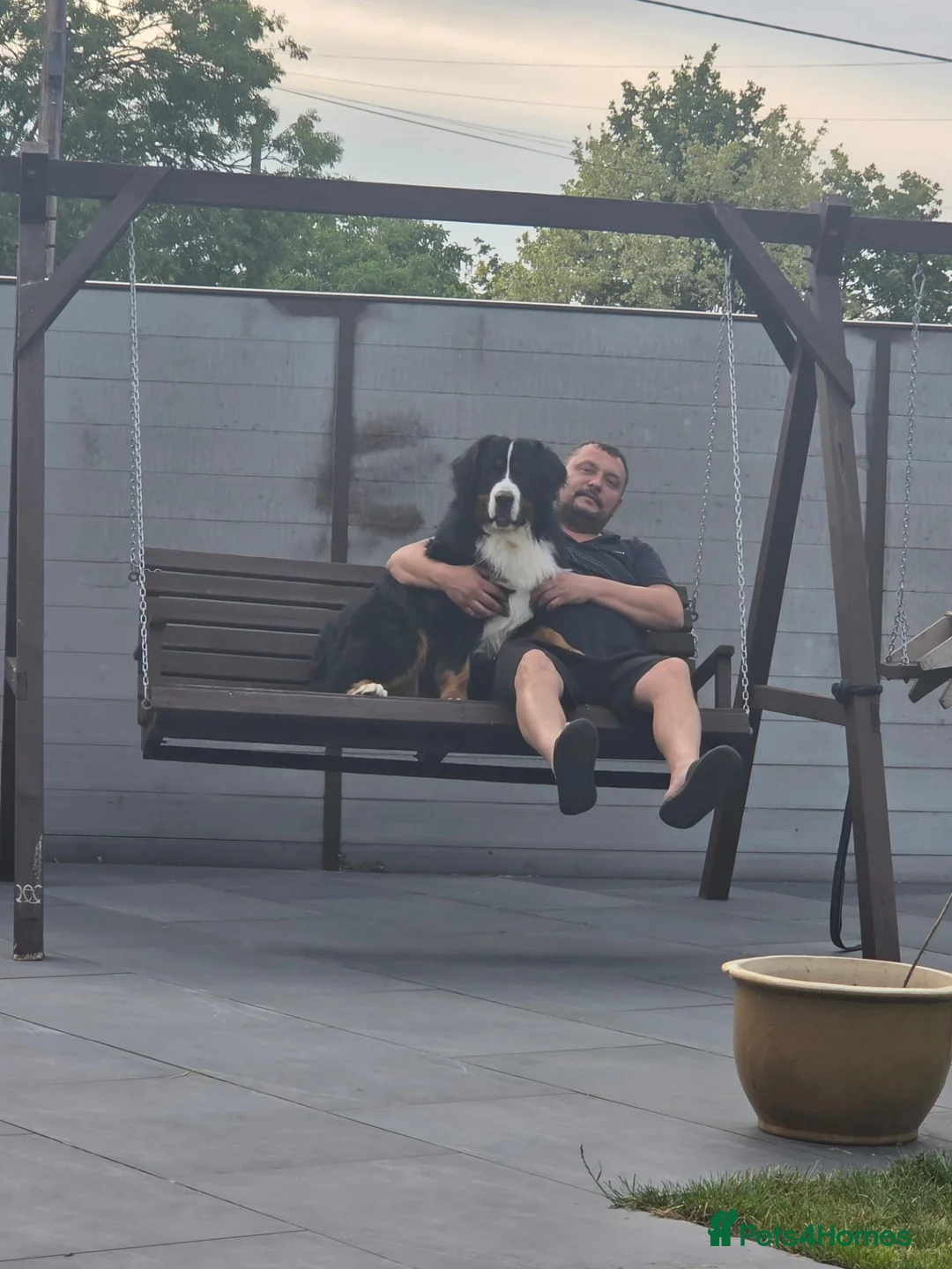 Bernese Mountain Dog dogs for stud: Alina  in ELY - Advert 2