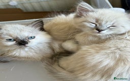 Ragdoll cats for sale: ADORABLE RAGDOLL KITTENS - READY NOW - Image 38