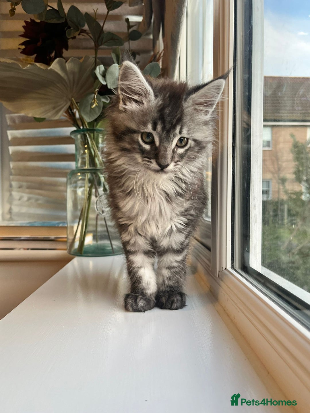 Maine Coon cats for sale: Tiny Tigers, Maine Coon Kittens for Sale - Advert 2
