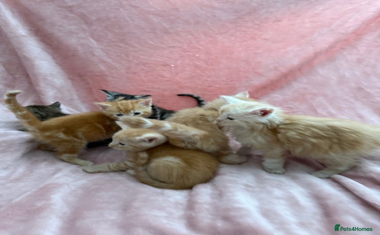 Maine Coon cats - Advert 13