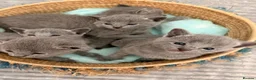 Russian Blue cats for sale: TICA Registered Russian Blue Kittens - Advert 9